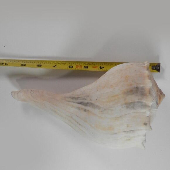 9.5" White Lightning Whelk Seashell Large Shell Ocean Swirl Point Craft Beach - Picture 10 of 12